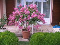 vignette Lagerstroemia Indica (31/08/2013)