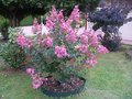 vignette Lagerstroemia hybride Hopi (31/08/2013)