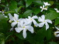 vignette Ervatamia coronaria - Jasmin caf