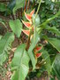 vignette Heliconia