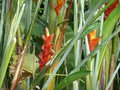 vignette Heliconia