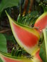 vignette Heliconia