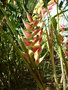 vignette Heliconia