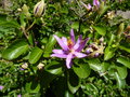 vignette grewia occidentalis