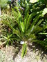 vignette encephalartos lebomboensis p. vorster