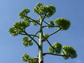 vignette floraison agave americana