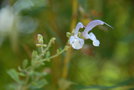 vignette Salvia chamelaeagnea