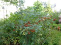 vignette Rosa glauca