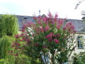 vignette Lagerstroemia indica