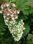 vignette Hydrangea quercifolia 'Snowflake' - Hortensia  feuille de chne