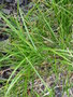 vignette Carex grayi