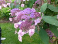 vignette Hydrangea aspera