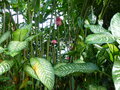 vignette Dieffenbachia / Rose de porcelaine