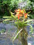 vignette Epidendrum orange