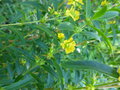 vignette HEIMIA salicifolia