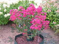 vignette Lagerstroemia Red Rocket (07/09/2013)