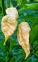 vignette Jay's peach ghost scorpion (C. chinense)