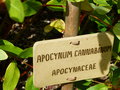 vignette Apocynum cannabinum