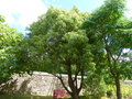 vignette Cinnamomum camphora - Camphrier, arbre  camphre et Melia