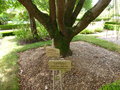 vignette Cinnamomum camphora - Camphrier, arbre  camphre