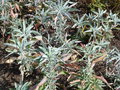 vignette Salvia apiana - Sauge blanche