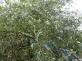 vignette PYRUS salicifolia 