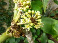 vignette Brassaiopsis hispida floraison