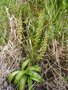 vignette Benthamia latifolia