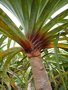 vignette Pandanus montanus