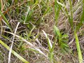 vignette Angraecum striatum