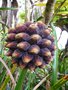 vignette pandanus purpurascens