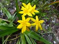 vignette Hypoxis hirsuta toujours en forme au 11 09 13