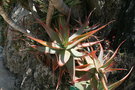 vignette Aloe arborescens x glauca