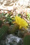 vignette Echinocereus jaune