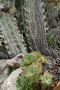 vignette Euphorbia candelabrum / Aeonium