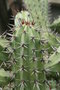 vignette Myrtillocactus cochal