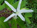 vignette Bauhinia Grandiflora premire fleur en train de s'ouvrir autre vue au 13 09 13