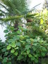 vignette Hydrangea Quercifolia et Trachycarpus Fortunei