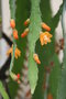 vignette Rhipsalis monacantha = Lepismium monacanthum