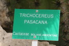 vignette Trichocereus pacasana