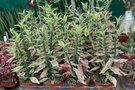 vignette Euphorbia tithymaloides 'Variegatus' = Pedilanthus tithymaloides 'Variegatus'
