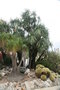 vignette Beaucarnea recurvata / Yucca elephantipes / Echinocactus grusonii
