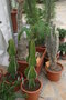 vignette Euphorbia ...