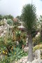 vignette Yucca - Jardin Botanique de Monaco