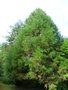 vignette Sequoiadendron giganteum