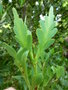 vignette Phyllocladus aspleniifolius - Pin céleri, Phylloclade à feuilles d'Asplenium