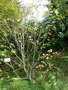 vignette Alnus crispa ssp crispa - Aulne crispé