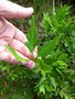 vignette Phyllocladus aspleniifolius - Pin céleri, Phylloclade à feuilles d'Asplenium