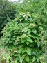 vignette Hydrangea arborescens ssp. arborescens