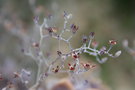 vignette Graptopetalum pentendrum ssp superbum